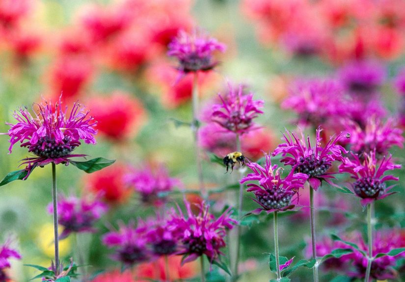 13 Colorful Nectar Plants for Pollinators