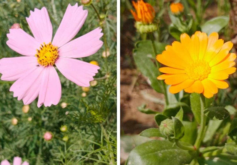18 Pics Taken From My Home Garden To Support Gardening And Its Positive Effects On Health