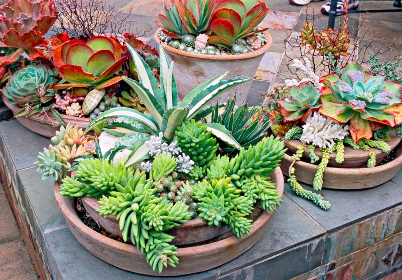 25 Outdoor Succulent Container Ideas that Resist Heat and Drought