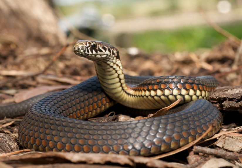 3 Safety Tips If You See a Snake Near Your Camp