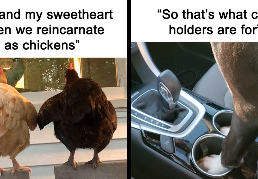 35 Wholesome Memes To Restore Your Faith In Humanity