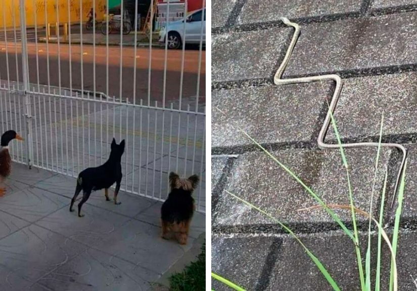 40 Pictures Of Animals Who Woke Up And Chose Nonsense