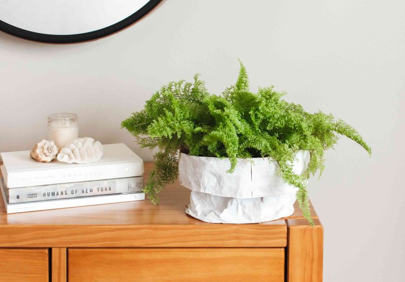 6 Basic Tips for Making Your Ferns Thrive Indoors