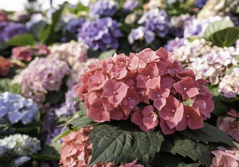 7 Mistakes That Are Keeping Your Hydrangeas From Thriving