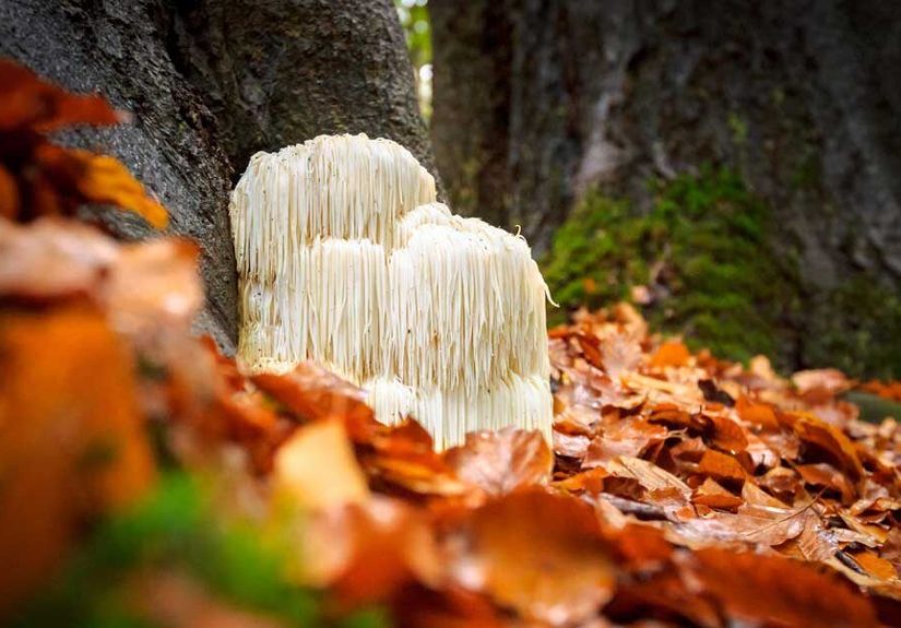 9 Health Benefits of Lion’s Mane Mushroom (Plus Side Effects)
