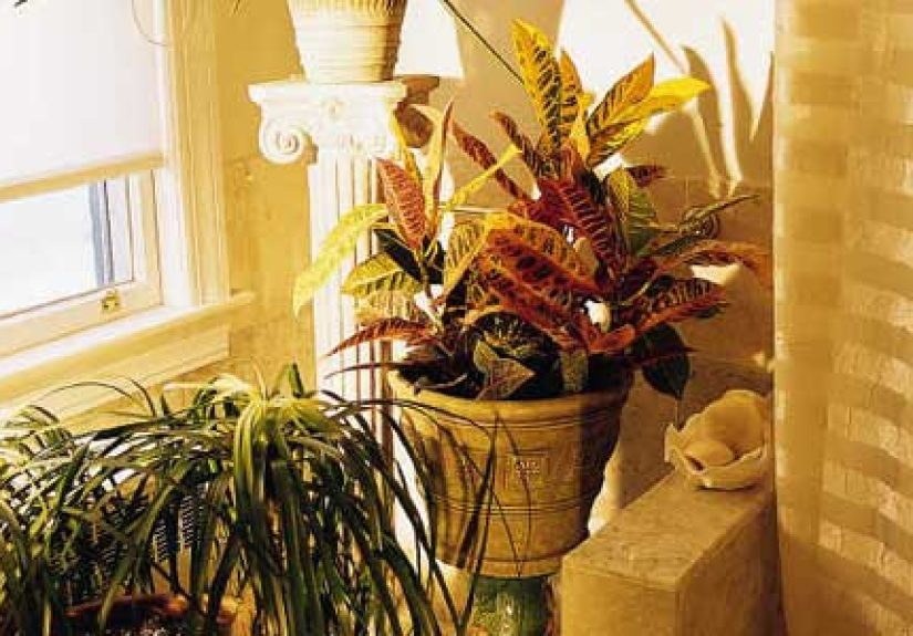 A Beginner's Guide To Choosing and Growing Houseplants