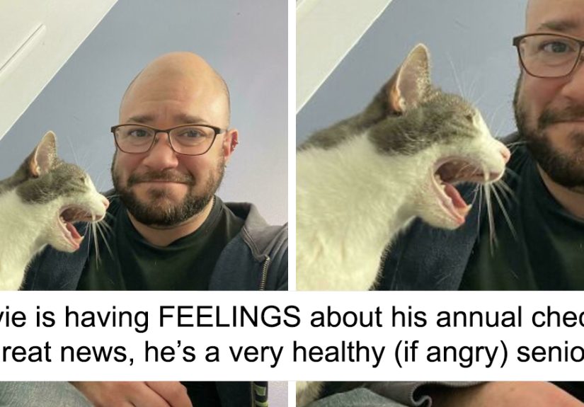 “A Picture That You Can Hear”: 50 Feline Drama Queens Who Couldn’t Keep Their Meows To Themselves