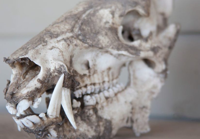 Brown Bear Skull Found at Roman Gladiator Amphitheater