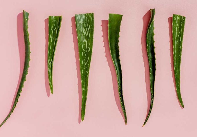 Can You Eat Aloe Vera?