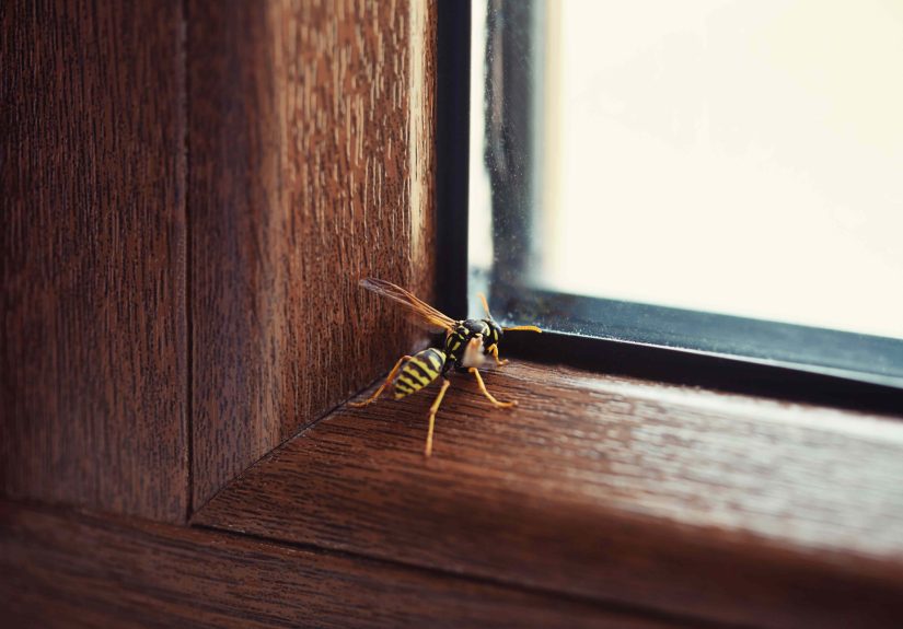 Don't Do This One Thing If You Find a Wasp in Your Home, Pest Pros Say