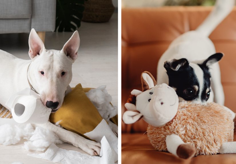 Enriching 10 Toys for Dogs Who Love to Shred