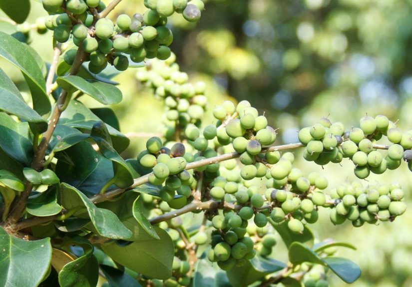 Guggul: Benefits, Dosage, Side Effects, and More