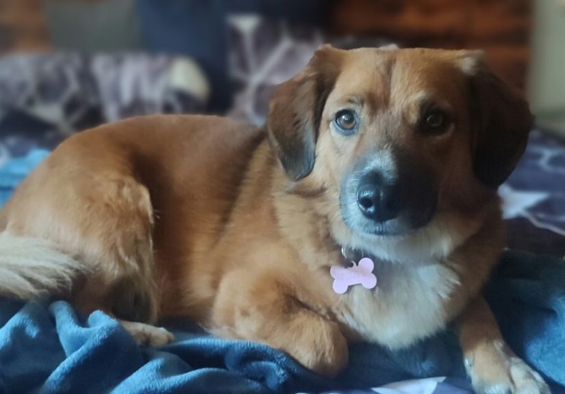 Hey Pandas, Share Your Dog’s Pictures