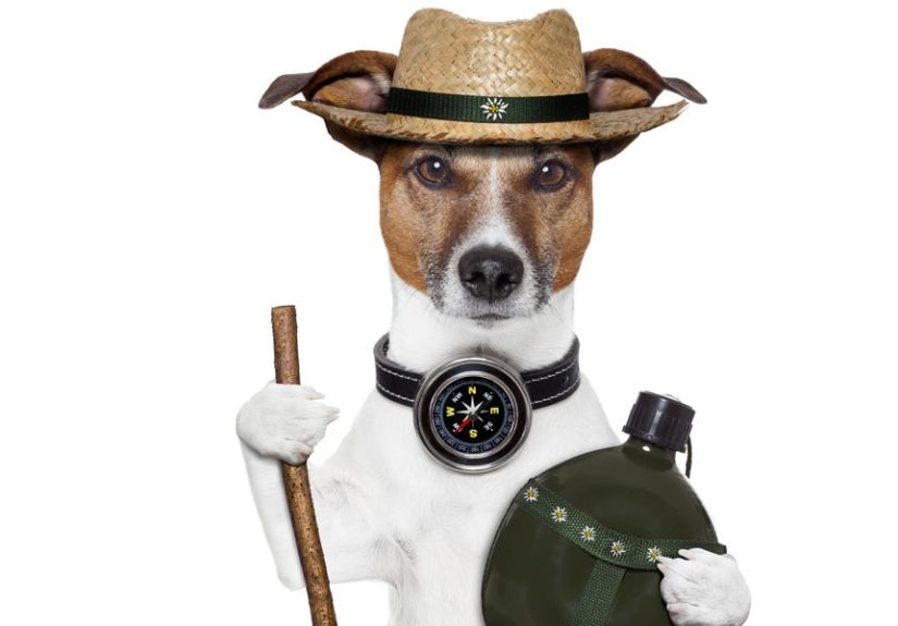 How Do Dogs Find Their Way Home? - Dogs Use the Magnetic Field