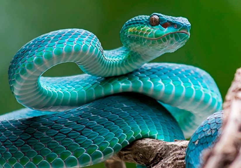 How to Avoid Snakes Slithering Up Your Toilet