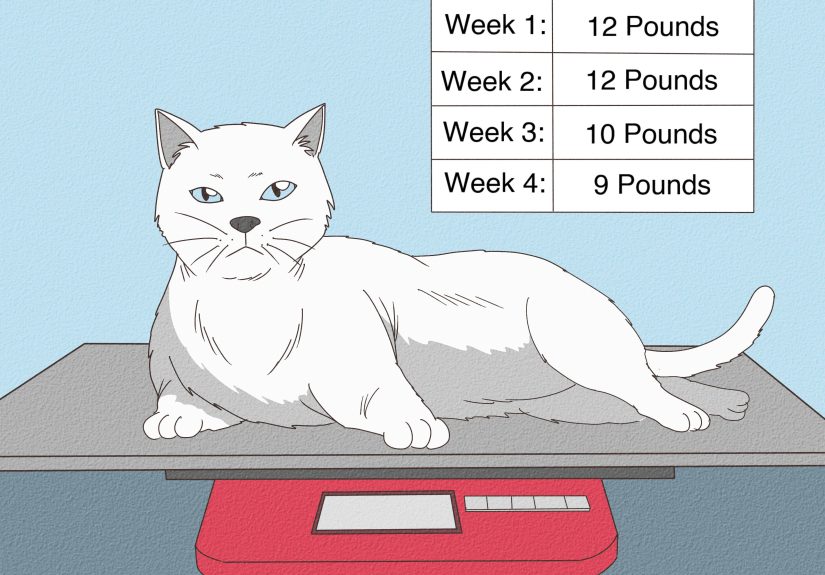 How to Determine if Your Cat is Overweight: 6 Simple Tests