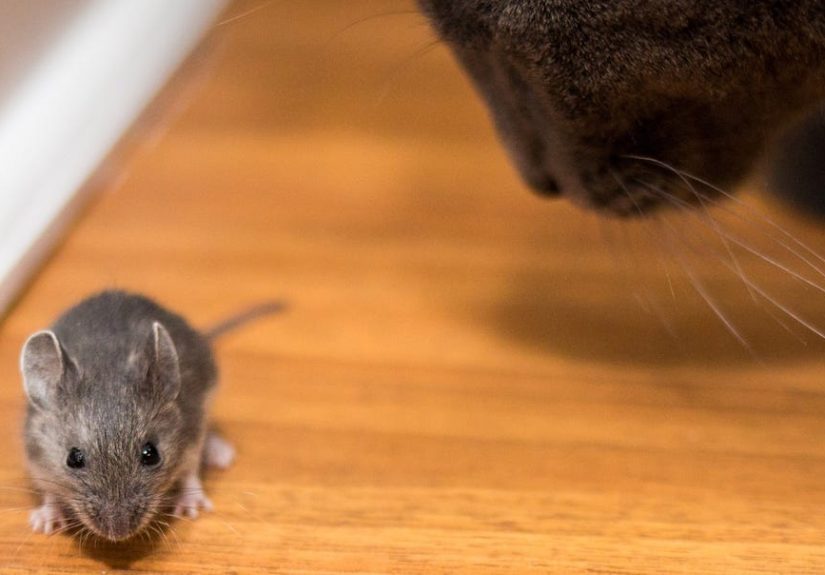 How to Get Rid of Mice in Your House, According to Pest Experts