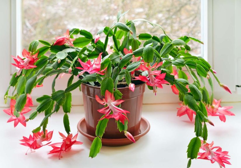 How to Grow a New Christmas Cactus From Cuttings