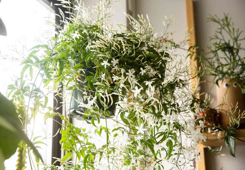 How to Grow and Care for Jasmine Indoors