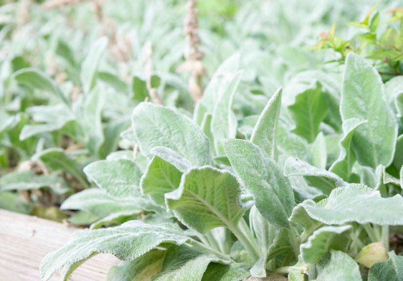 How to Grow and Care for Lamb's Ear