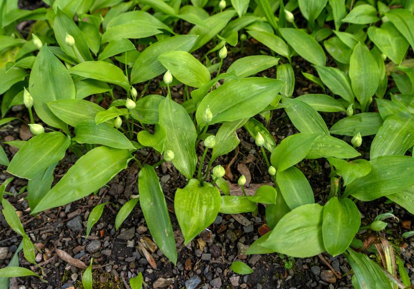 How to Grow and Care for Ramps