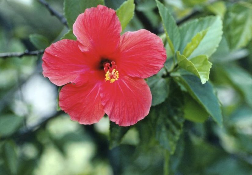 How to Grow Hardy Hibiscus From Seed