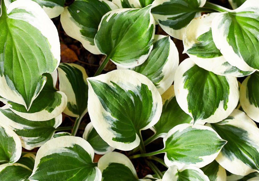 How to Grow Hostas from Seed in 7 Easy Steps