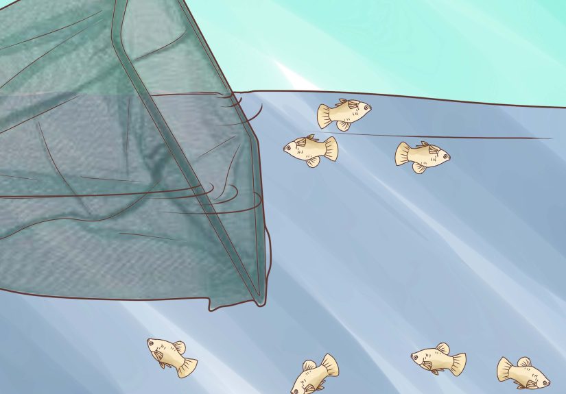 How to Help Guppy Fry Grow: 10 Steps
