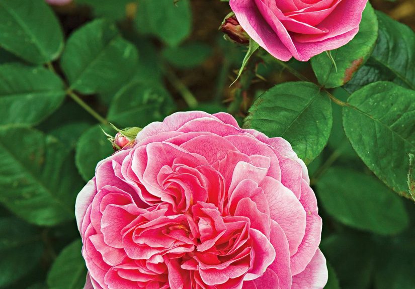 How to Plant and Grow Shrub Roses