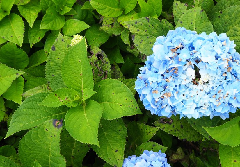How to Prevent Brown Spots on Your Hydrangea Leaves