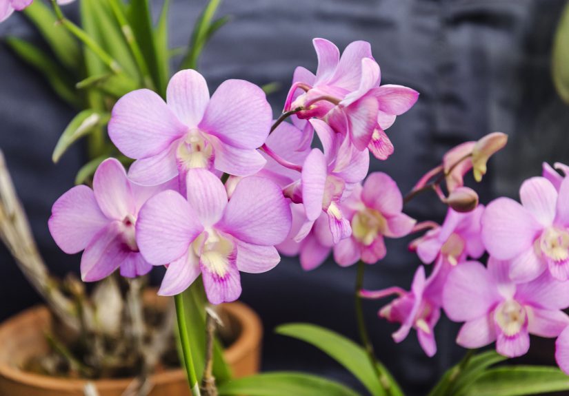 How to Prune Orchids Correctly So They Bloom Year After Year