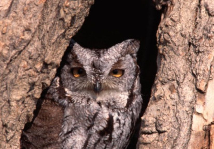 How to Repair Tree Cavities
