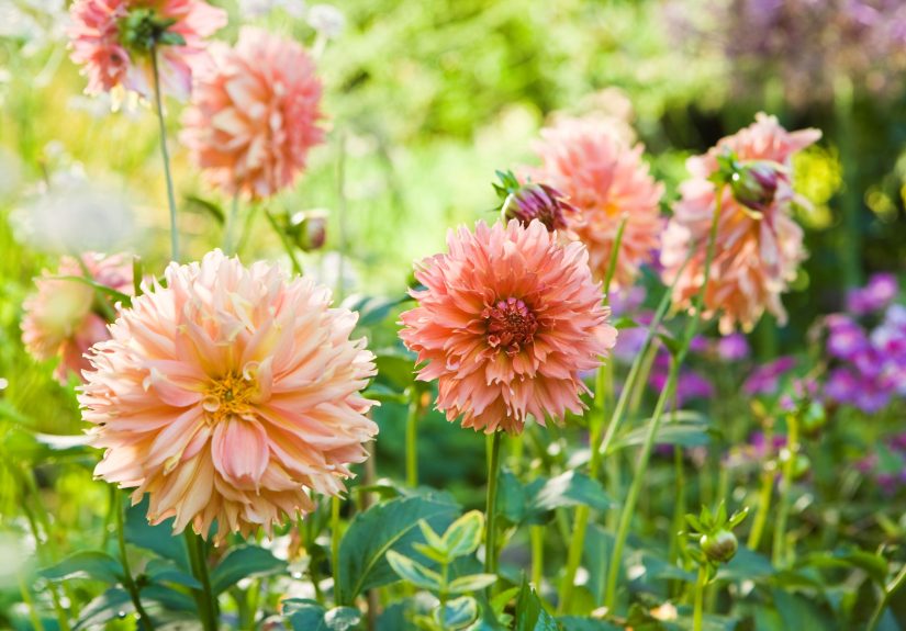 How to Store Dahlia Tubers Indoors for Winter So They'll Rebloom Next Year