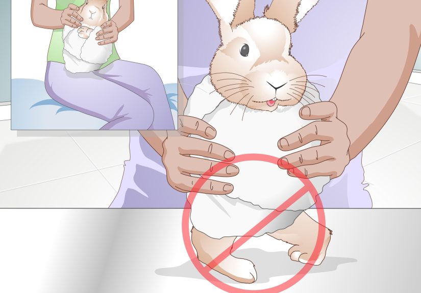 How to Trim Rabbit Toenails: 10 Steps
