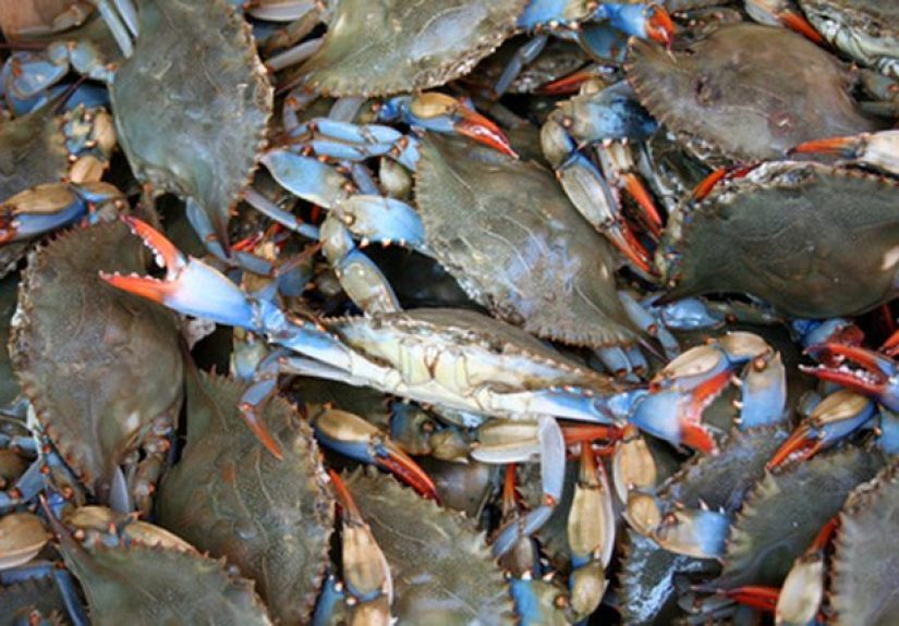 Interesting Facts on Blue Crabs
