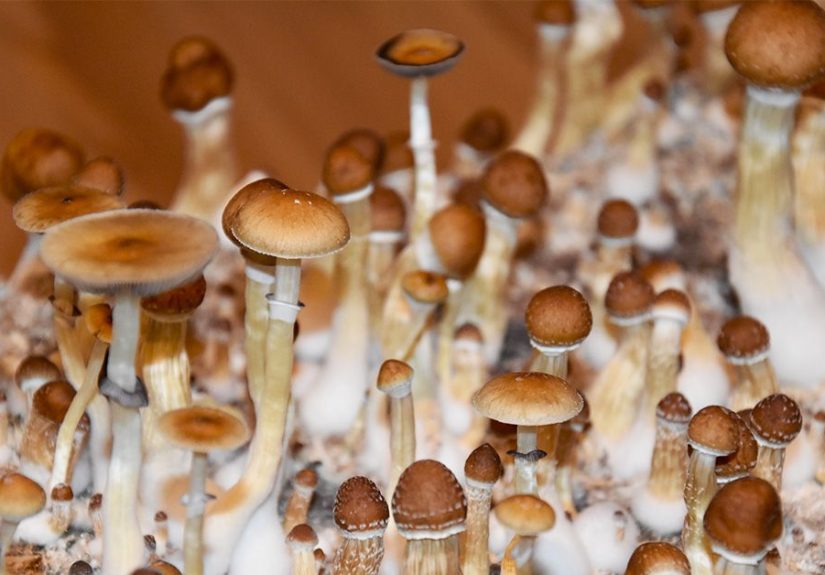 'Magic Mushrooms' and Mental Health Therapy