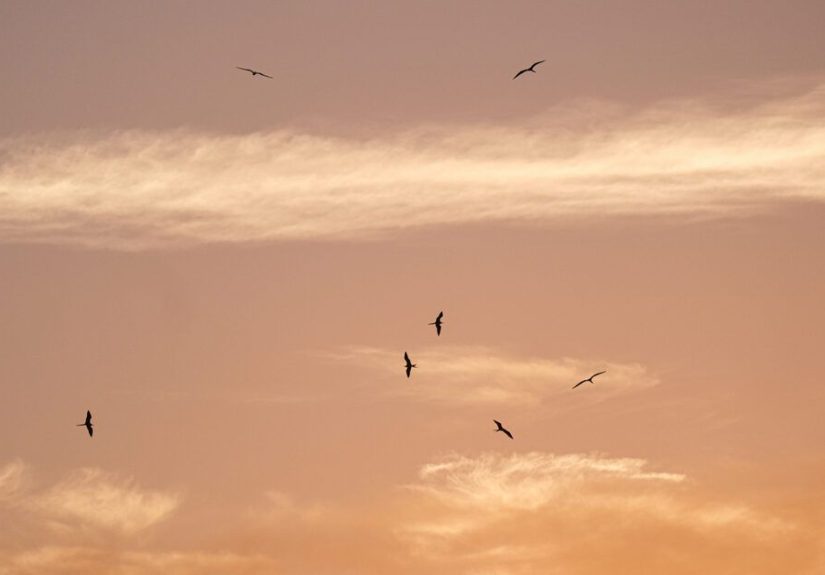 Night Owl vs. Early Bird: Benefits, Downsides, and How to Tell