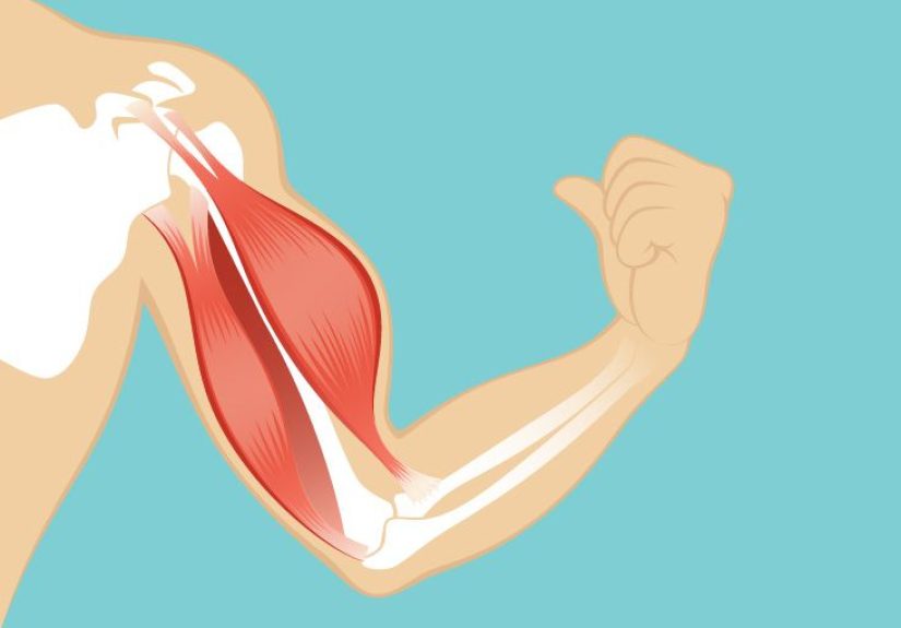 Pectoralis Major Muscle Function, Origin & Anatomy