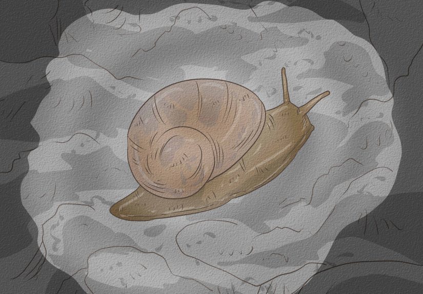 Snail Game: Can You Survive the Immortal Snail?
