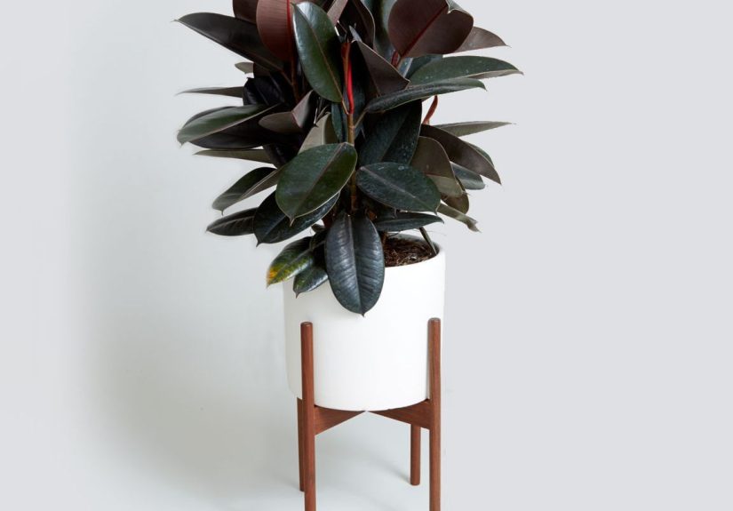The Best House Plants for Every Room in Your House
