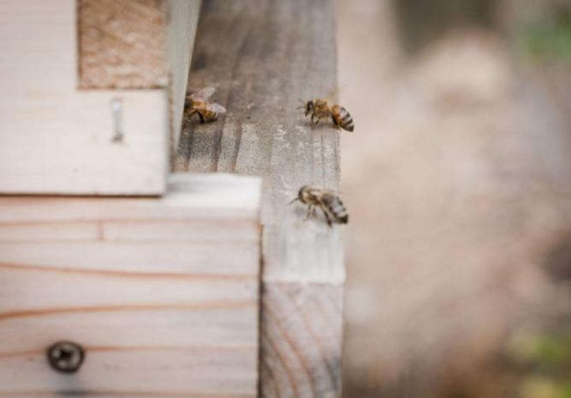 The Buzz: Beekeeping in Napa