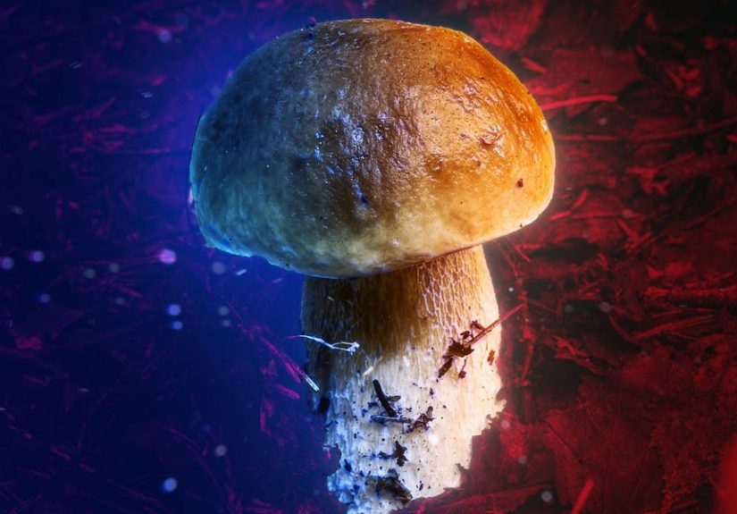 The Sacred Mushroom Theory: Could Psychedelics Explain Christianity?