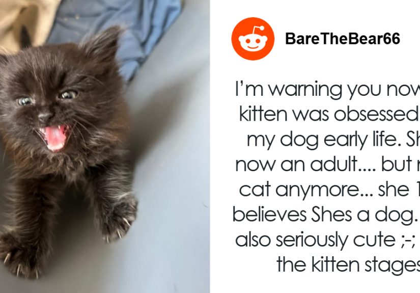 Tiny Kitten Fits Like A Puzzle Piece Into Rescue Family, Bonds With Their Large Dog