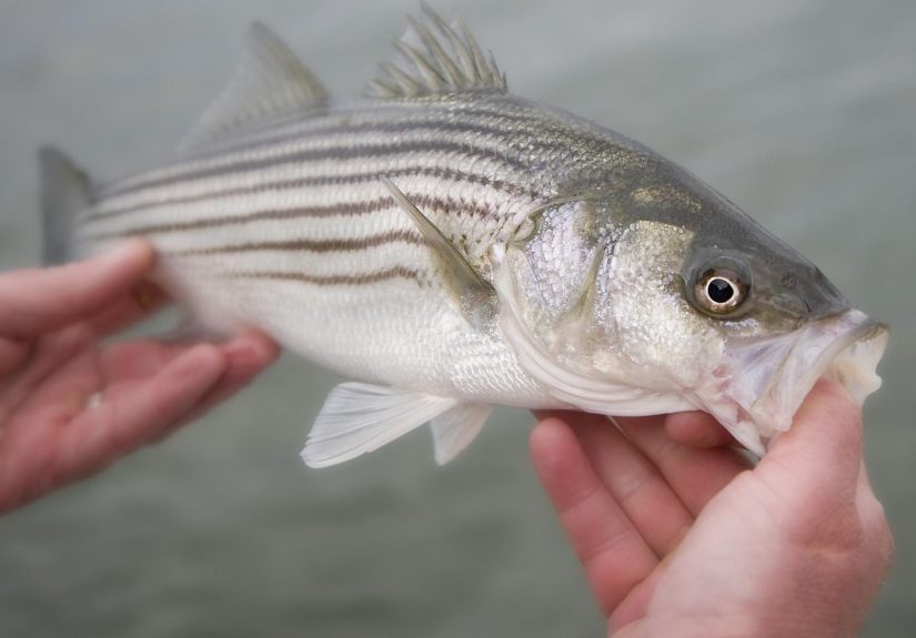 What Is Striped Bass?