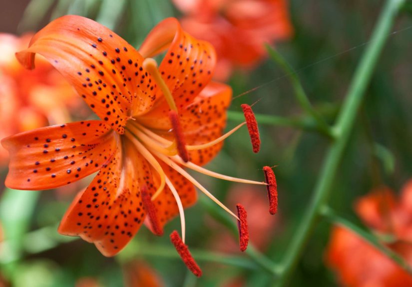 When to Plant Lily Bulbs for Beautiful Spring Blooms