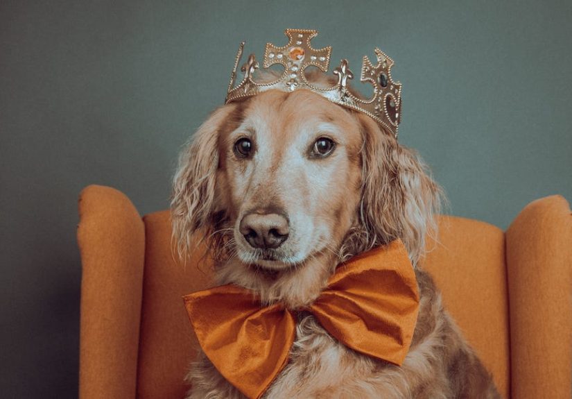 Your Dog May Be the Living Link to a Lost Canine Empire