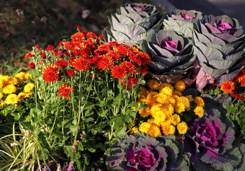 12 Best Chrysanthemum Companion Plants (and What to Avoid)