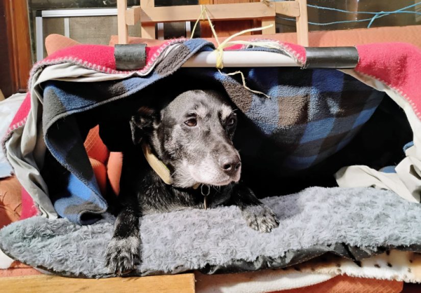 2025 Pet Hacks Contest: Keep Your Hound Toasty Warm With This Heated Dog Bed
