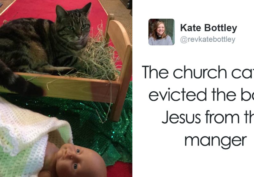 40 Pets That Hate Christmas More Than Anything