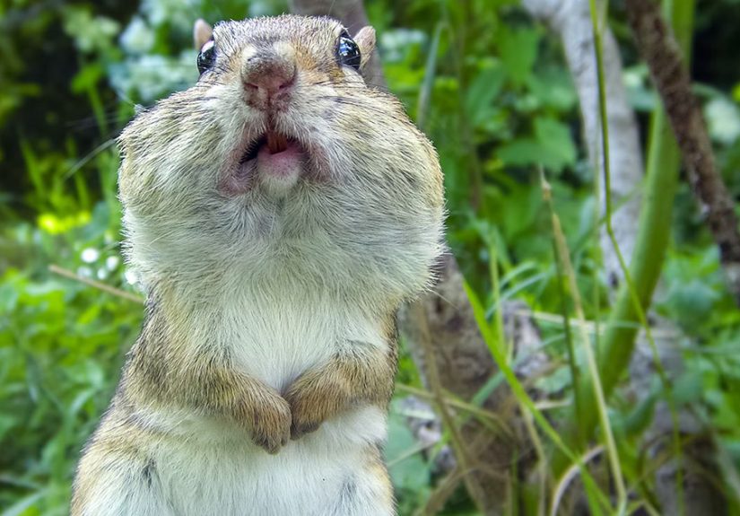 Curious Woman Installed Camera On Bird Feeder – Here’s Who Stopped By (30 New Pics)